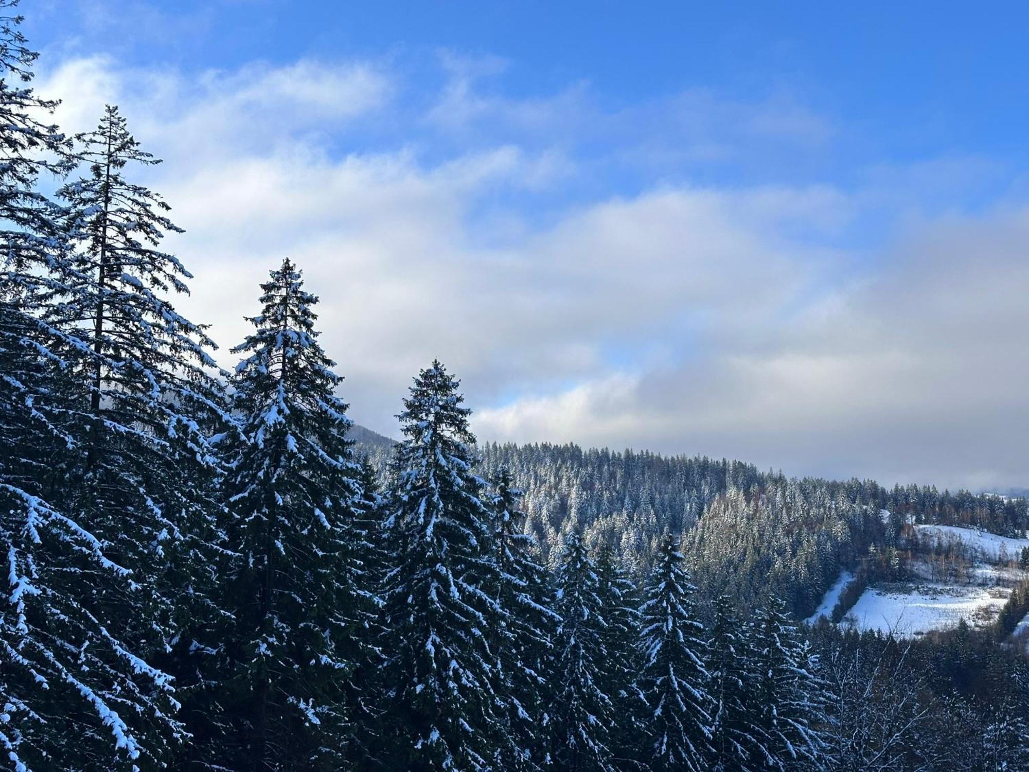 The Pines Bucegi Lodge Törcsvár Kültér fotó